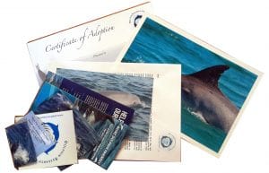 Dolphin Adoption Pack