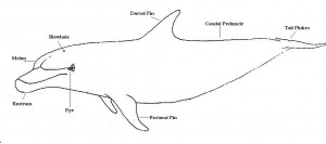 dolphin diagram