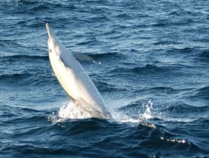 Common Dolphin backslap