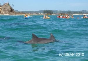 Bottlenose Dolphins & Kayaks, Byron Bay