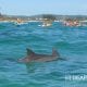 Bottlenose Dolphins & Kayaks, Byron Bay