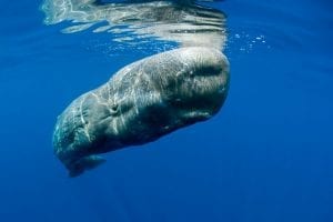 Sperm Whale by Franco Banfi
