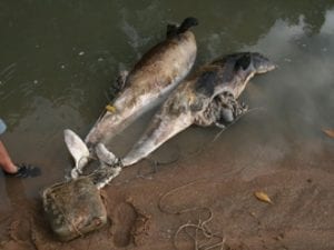 Snubfin dolphins found dead north of Townsville, Qld