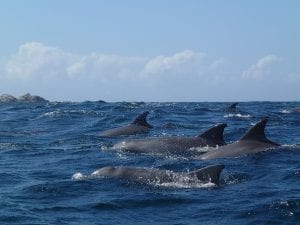 dolphins at Julian Rocks