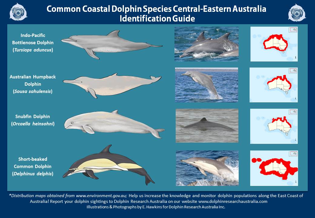 Know Your Dolphins Types Of Dolphin Species Aquaviews