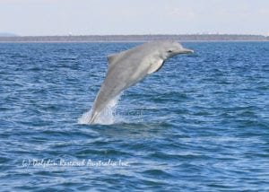 Australian humpback dolphin in Moreton Bay Marine Park
