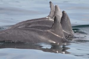 Dolphin Ecology Workshop Byron Bay