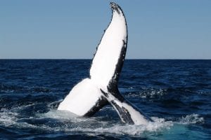 Humpback whale tail fluke (photo: E. Hawkins)
