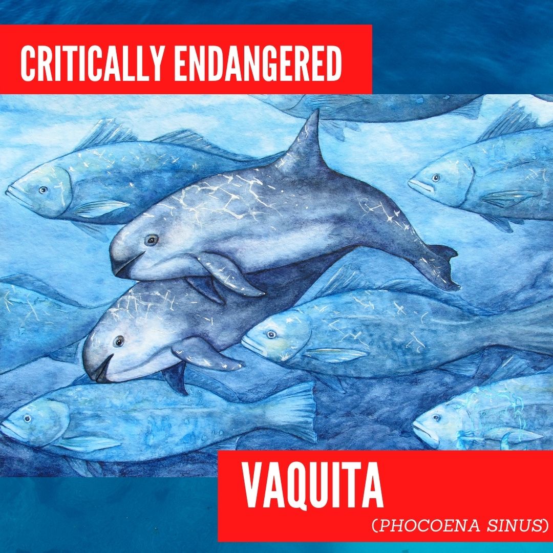 Saving the Vaquita Dolphin Research