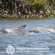 Bottlenose dolphins surface in flood waters in the Gold Coast-Broadwater, Queensland, Australia