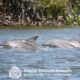 Bottlenose dolphins surface in flood waters in the Gold Coast-Broadwater, Queensland, Australia
