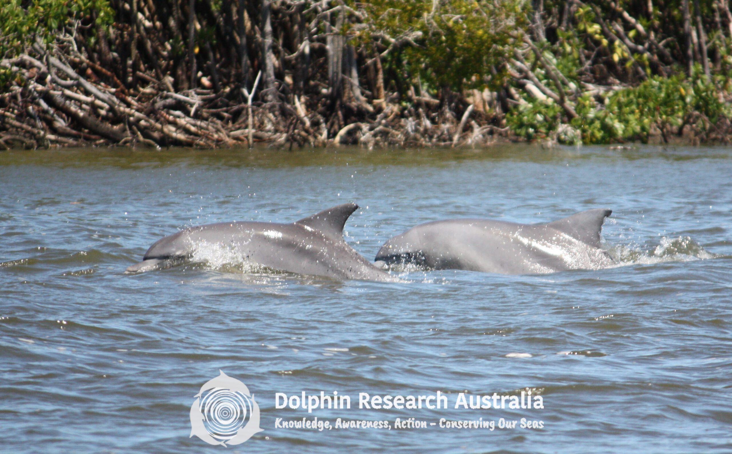 Bottlenose dolphins surface in flood waters in the Gold Coast-Broadwater, Queensland, Australia