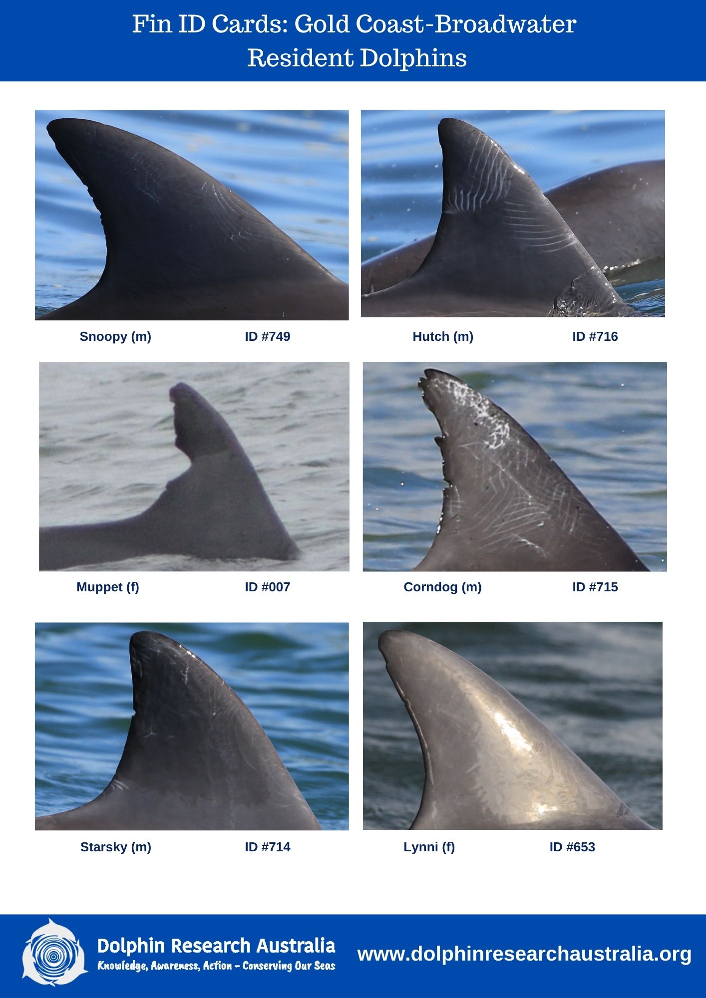 The Emotional Toll Of The Bi4 Dolphin Accident - ma7bmdp